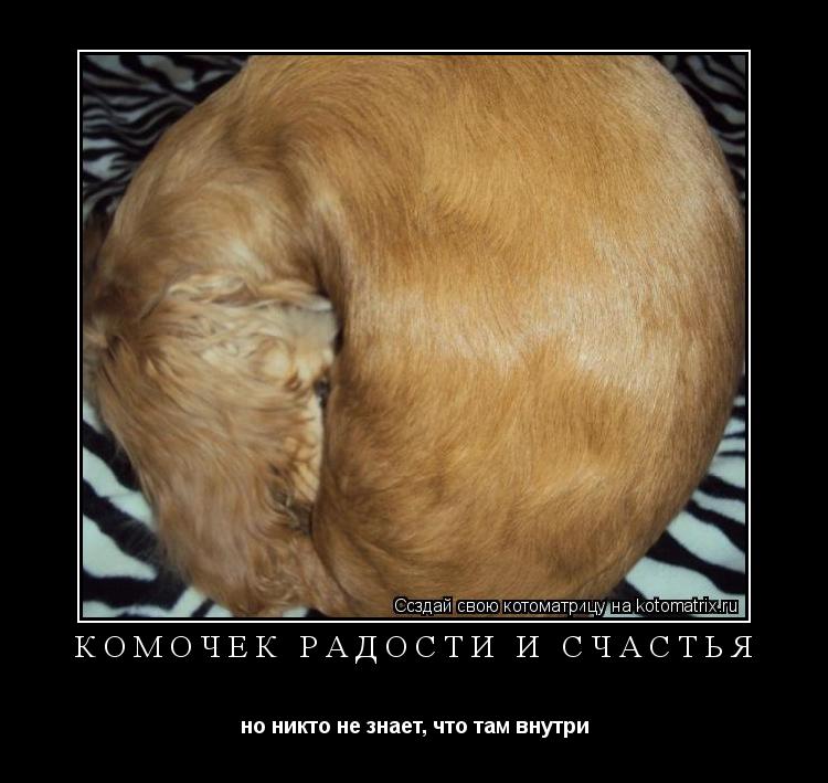 комочек радости и счастья но никто не знает, что там внутри... Котоматрица: комочек радости и счастья но никто не знает, что там внутри