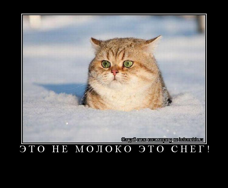 ЭТО НЕ МОЛОКО ЭТО СНЕГ! ... Котоматрица: ЭТО НЕ МОЛОКО ЭТО СНЕГ!