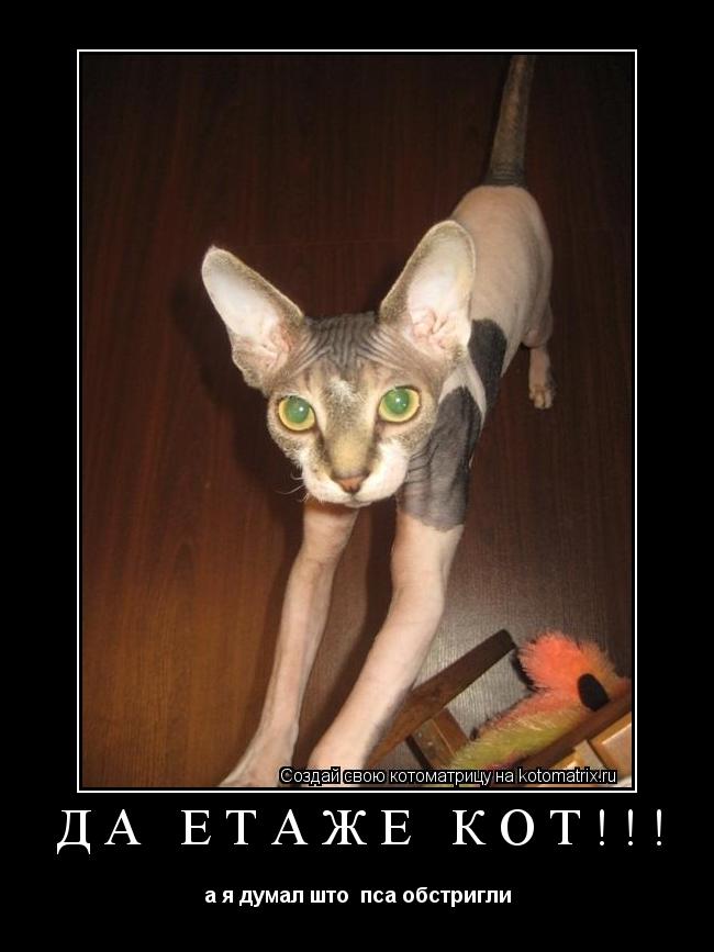 Котоматрица: да етаже кот!!! а я думал што  пса обстригли