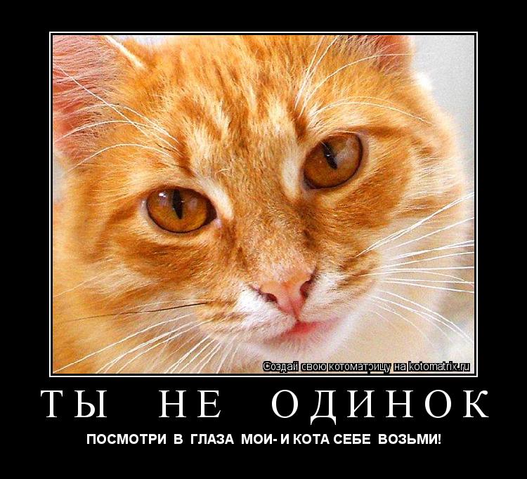 ТЫ НЕ ОДИНОК ПОСМОТРИ В ГЛАЗА МОИ- И КОТА СЕБЕ ВОЗЬМИ!... Котоматрица: ТЫ НЕ ОДИНОК ПОСМОТРИ В ГЛАЗА МОИ- И КОТА СЕБЕ ВОЗЬМИ!