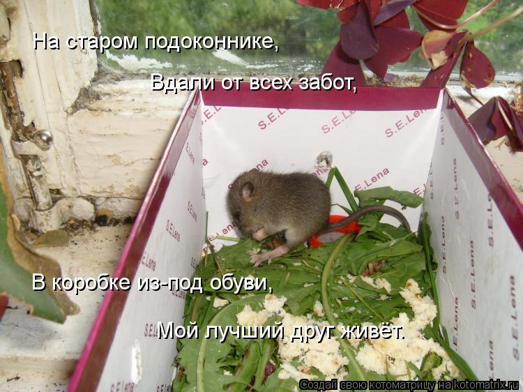 На старом подоконнике, Вдали от всех забот, В коробке из-под обуви, Мой лучший друг живёт.... Котоматрица: На старом подоконнике, Вдали от всех забот, В коробке из-под обуви, Мой лучший друг живёт.