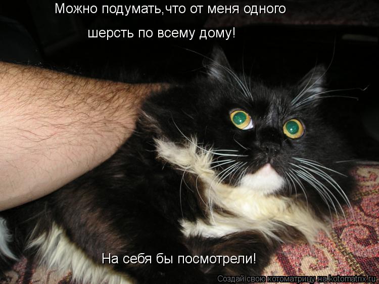Можно подумать,что от меня одного шерсть по всему дому! На себя бы посмотрели!... Котоматрица: Можно подумать,что от меня одного шерсть по всему дому! На себя бы посмотрели!