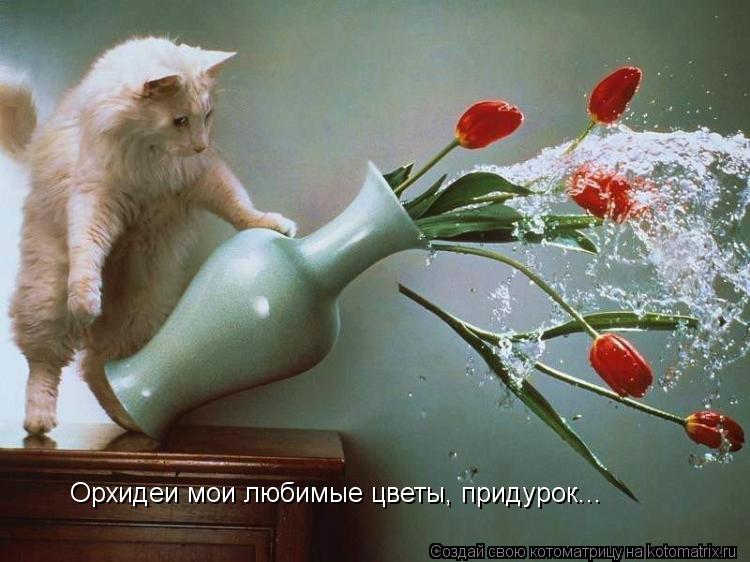 Орхидеи мои любимые цветы, придурок...... Котоматрица: Орхидеи мои любимые цветы, придурок...