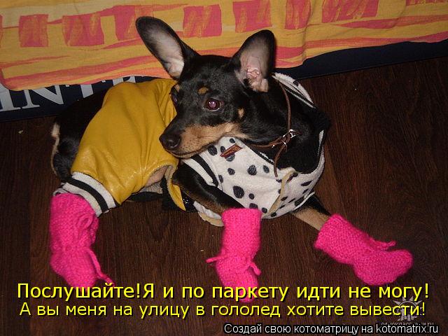 Послушайте!Я и по паркету идти не могу! А вы меня на улицу в гололед хотите вывести!... Котоматрица: Послушайте!Я и по паркету идти не могу! А вы меня на улицу в гололед хотите вывести!