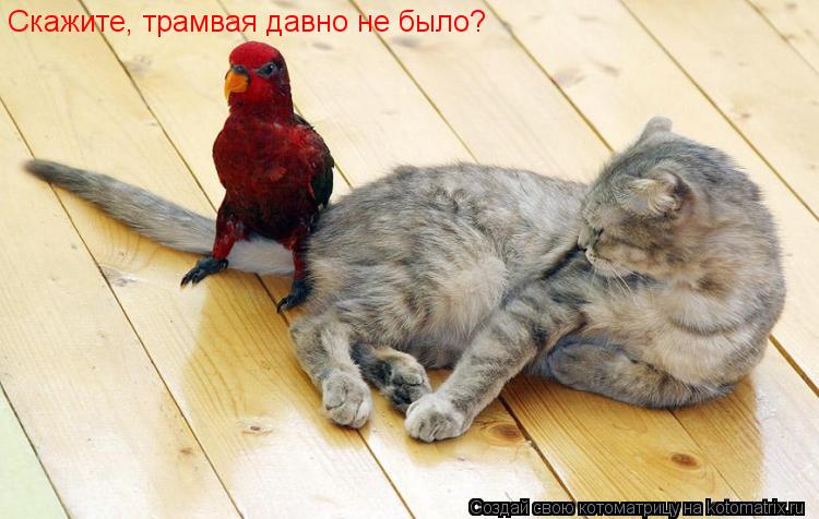 Скажите, трамвая давно не было?... Котоматрица: Скажите, трамвая давно не было?