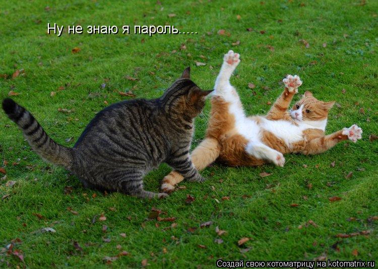 Ну не знаю я пароль........ Котоматрица: Ну не знаю я пароль.....
