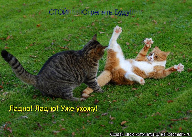 СТОЙ!!!!!!!Стрелять Буду!!!!!! Ладно! Ладно! Уже ухожу!... Котоматрица: СТОЙ!!!!!!!Стрелять Буду!!!!!! Ладно! Ладно! Уже ухожу!