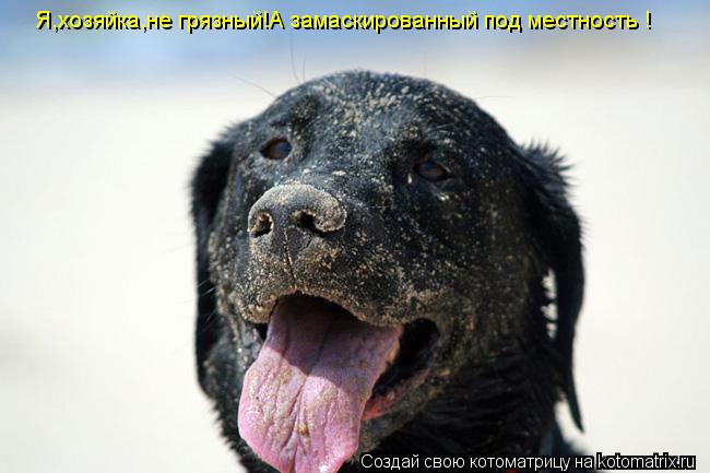 Я,хозяйка,не грязный!А замаскированный под местность !... Котоматрица: Я,хозяйка,не грязный!А замаскированный под местность !