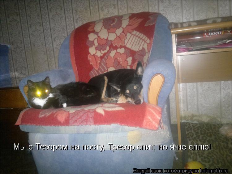Мы с Тезором на посту, Трезор спит, но я не сплю!... Котоматрица: Мы с Тезором на посту, Трезор спит, но я не сплю!