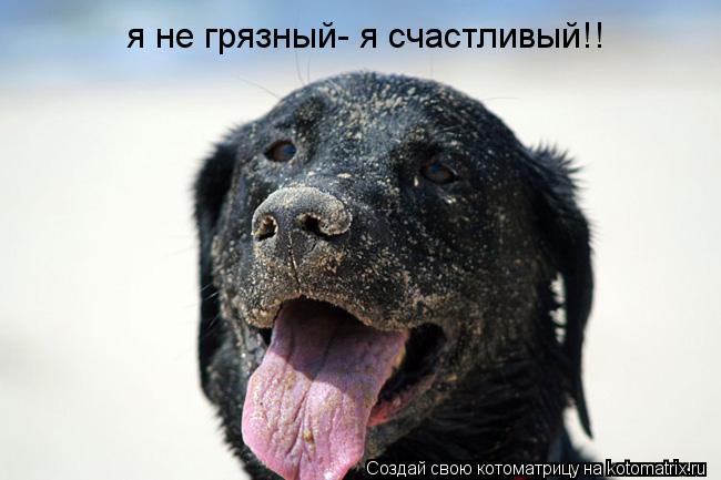 я не грязный- я счастливый!!... Котоматрица: я не грязный- я счастливый!!