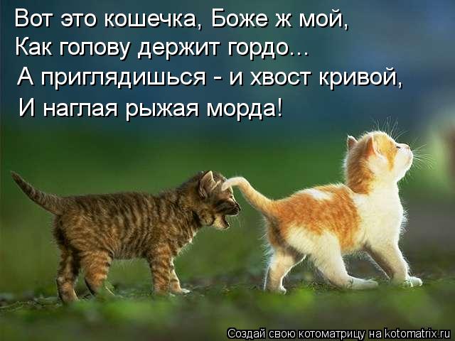 Вот это кошечка, Боже ж мой, Как голову держит гордо... А приглядишься - и хвост кривой, И наглая рыж... Котоматрица: Вот это кошечка, Боже ж мой, Как голову держит гордо... А приглядишься - и хвост кривой, И наглая рыжая морда!