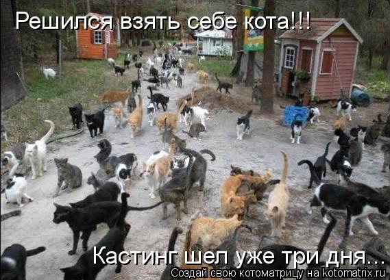 Решился взять себе кота!!! Кастинг шел уже три дня...... Котоматрица: Решился взять себе кота!!! Кастинг шел уже три дня...