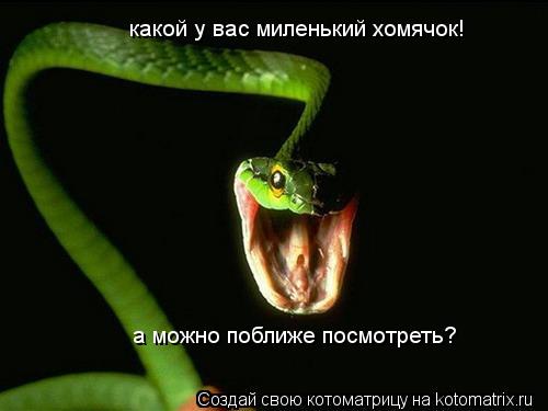 какой у вас миленький хомячок! а можно поближе посмотреть?... Котоматрица: какой у вас миленький хомячок! а можно поближе посмотреть?