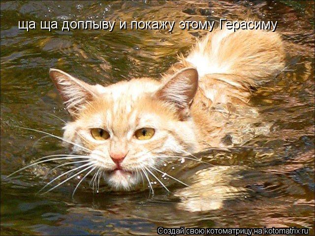 ща ща доплыву и покажу этому Герасиму... Котоматрица: ща ща доплыву и покажу этому Герасиму