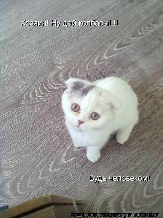 Хозяин! Ну дай колбасы!!!! Будь человеком!... Котоматрица: Хозяин! Ну дай колбасы!!!! Будь человеком!
