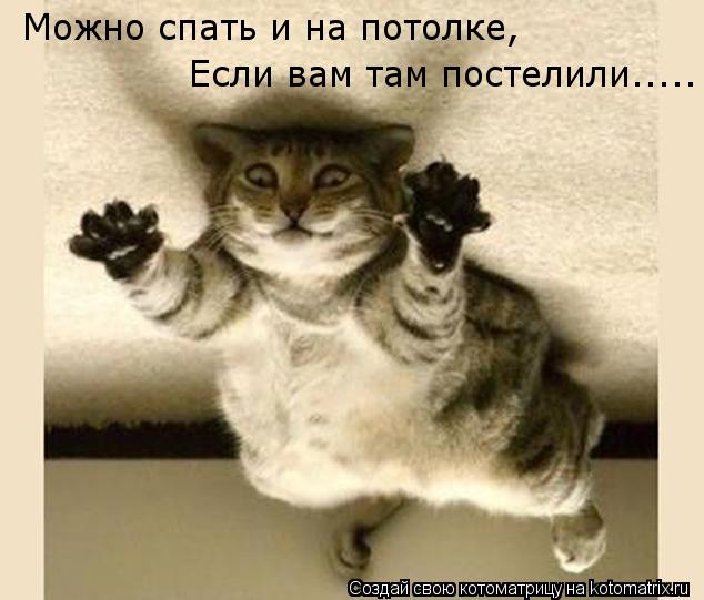 Можно спать и на потолке, Если вам там постелили........ Котоматрица: Можно спать и на потолке, Если вам там постелили.....