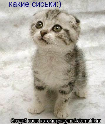 какие сиськи:)... Котоматрица: какие сиськи:)