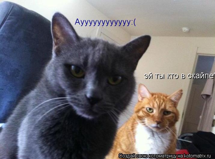 эй ты кто в скайпе? Ауууууууууууу:(... Котоматрица: эй ты кто в скайпе? Ауууууууууууу:(