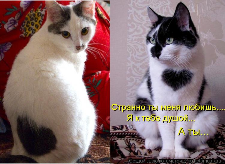 Странно ты меня любишь.... Я к тебе душой... А ты...... Котоматрица: Странно ты меня любишь.... Я к тебе душой... А ты...