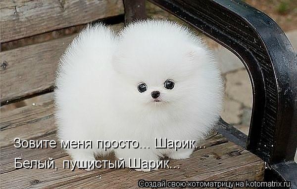 Зовите меня просто... Шарик... Белый, пушистый Шарик...... Котоматрица: Зовите меня просто... Шарик... Белый, пушистый Шарик...