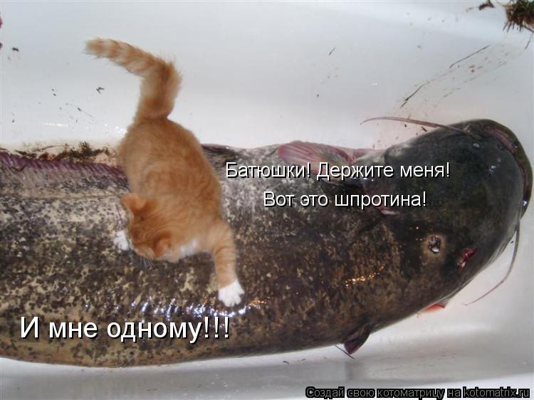 Батюшки! Держите меня! Вот это шпротина! И мне одному!!!... Котоматрица: Батюшки! Держите меня! Вот это шпротина! И мне одному!!!