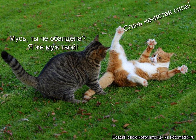 Сгинь нечистая сила! Мусь, ты че обалдела? Я же муж твой!... Котоматрица: Сгинь нечистая сила! Мусь, ты че обалдела? Я же муж твой!