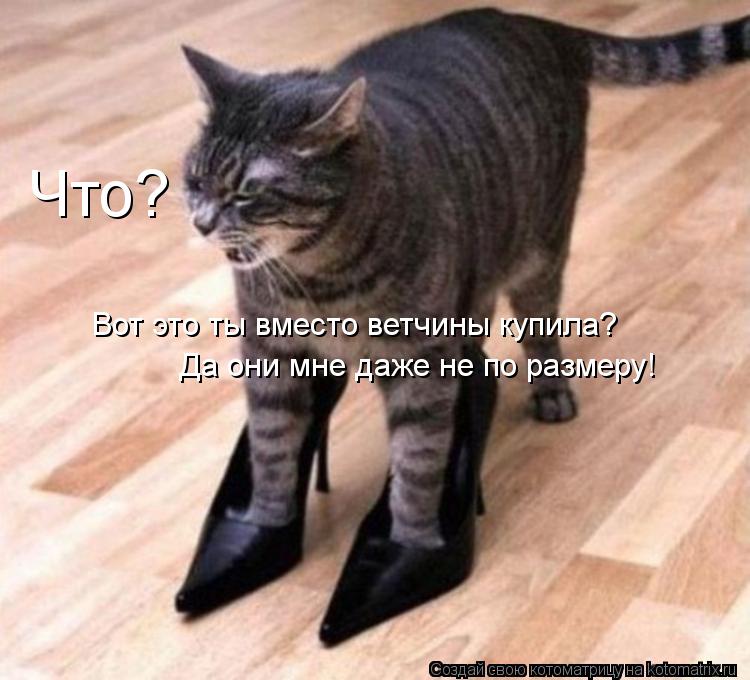 Что? Вот это ты вместо ветчины купила? Да они мне даже не по размеру!... Котоматрица: Что? Вот это ты вместо ветчины купила? Да они мне даже не по размеру!
