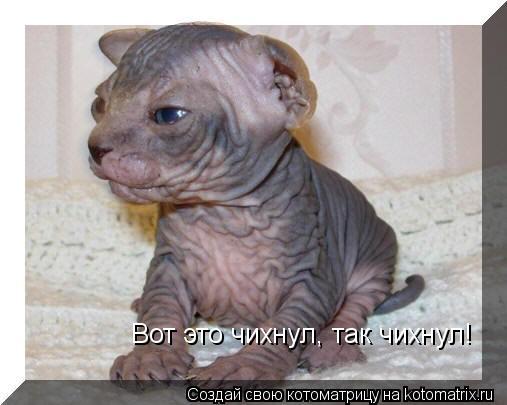 Вот это чихнул, так чихнул!... Котоматрица: Вот это чихнул, так чихнул!