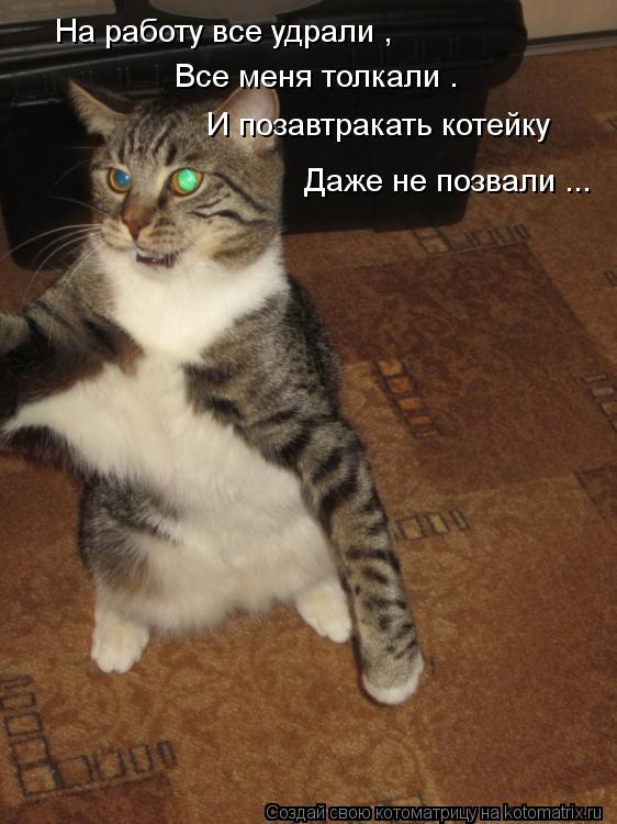 На работу все удрали , Все меня толкали . И позавтракать котейку Даже не позвали ...... Котоматрица: На работу все удрали , Все меня толкали . И позавтракать котейку Даже не позвали ...