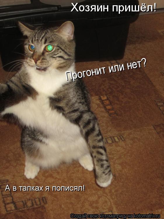 Хозяин пришёл! А в тапках я пописял! Прогонит или нет?... Котоматрица: Хозяин пришёл! А в тапках я пописял! Прогонит или нет?