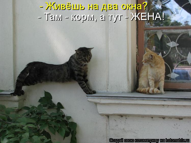 - Живёшь на два окна? - Там - корм, а тут - ЖЕНА!... Котоматрица: - Живёшь на два окна? - Там - корм, а тут - ЖЕНА!