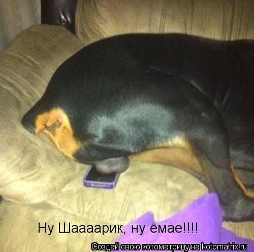 Ну Шаааарик, ну ёмае!!!!... Котоматрица: Ну Шаааарик, ну ёмае!!!!