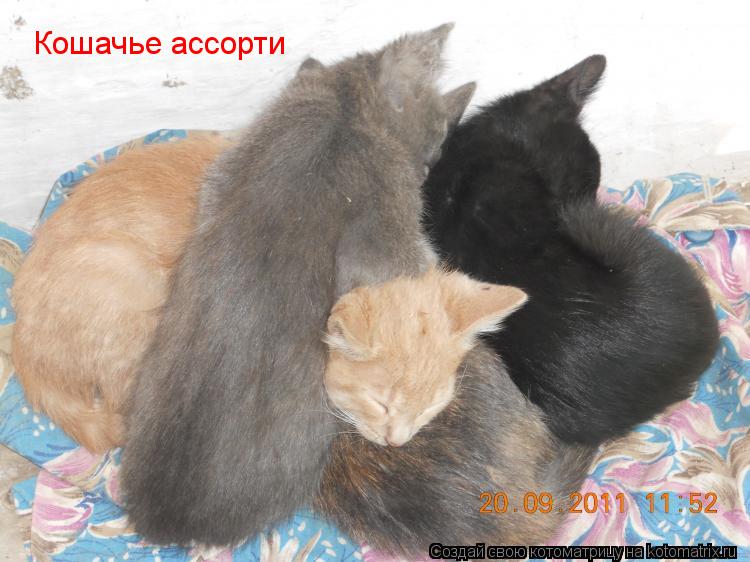 Кошачье ассорти... Котоматрица: Кошачье ассорти