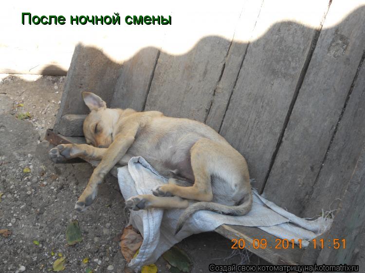 После ночной смены... Котоматрица: После ночной смены