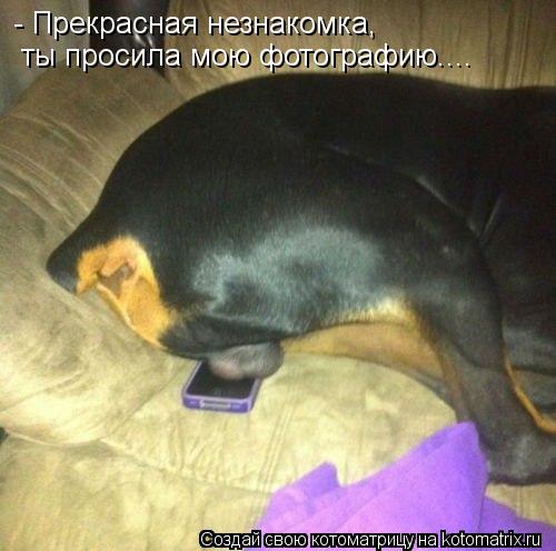 - Прекрасная незнакомка, ты просила мою фотографию....... Котоматрица: - Прекрасная незнакомка, ты просила мою фотографию....