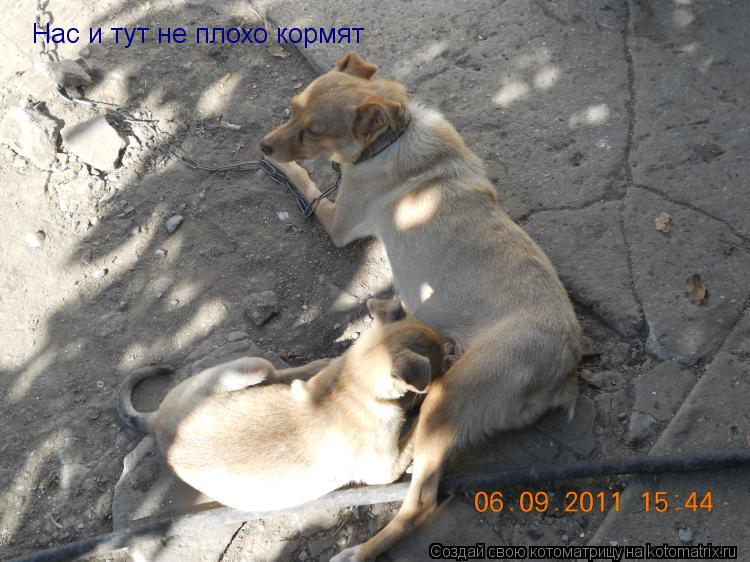 Нас и тут не плохо кормят... Котоматрица: Нас и тут не плохо кормят