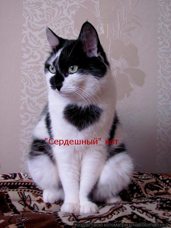 "Сердешный" кот... Котоматрица: "Сердешный" кот