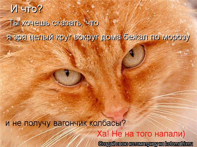 И что? и не получу вагончик колбасы? Ха! Не на того напали) я зря целый круг вокруг дома бежал по мор... Котоматрица: И что? и не получу вагончик колбасы? Ха! Не на того напали) я зря целый круг вокруг дома бежал по морозу Ты хочешь сказать, что