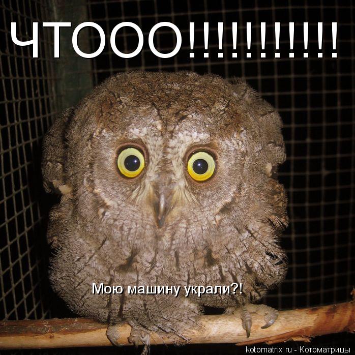 ЧТООО!!!!!!!!!!! Мою машину украли?!... Котоматрица: ЧТООО!!!!!!!!!!! Мою машину украли?!