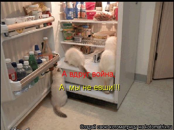 А мы не евши!!! А вдруг война,... Котоматрица: А мы не евши!!! А вдруг война,