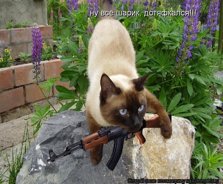 ну всё шарик, дотяфкался!!!... Котоматрица: ну всё шарик, дотяфкался!!!