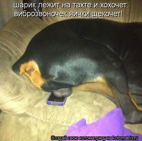 шарик лежит на тахте и хохочет: виброзвоночек яички щекочет!... Котоматрица: шарик лежит на тахте и хохочет: виброзвоночек яички щекочет!