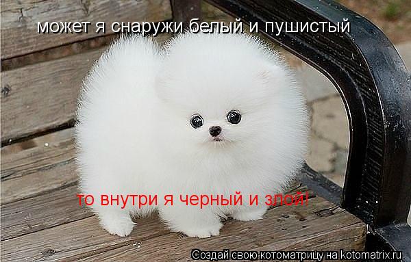 может я снаружи белый и пушистый то внутри я черный и злой!... Котоматрица: может я снаружи белый и пушистый то внутри я черный и злой!