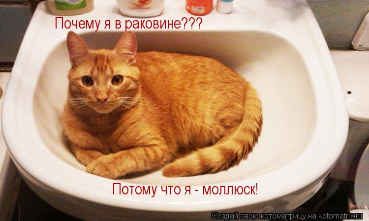 Почему я в раковине??? Потому что я - моллюск!... Котоматрица: Почему я в раковине??? Потому что я - моллюск!