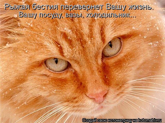 Вашу посуду, вазы, холодильник... Рыжая бестия перевернет Вашу жизнь.... Котоматрица: Вашу посуду, вазы, холодильник... Рыжая бестия перевернет Вашу жизнь.