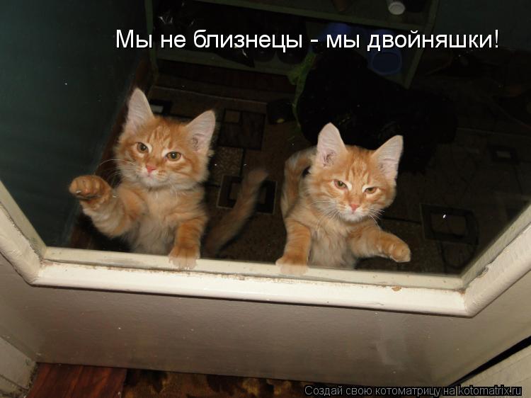 Мы не близнецы - мы двойняшки!... Котоматрица: Мы не близнецы - мы двойняшки!