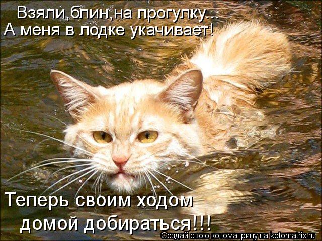 Взяли,блин,на прогулку... А меня в лодке укачивает! Теперь своим ходом домой добираться!!!... Котоматрица: Взяли,блин,на прогулку... А меня в лодке укачивает! Теперь своим ходом домой добираться!!!