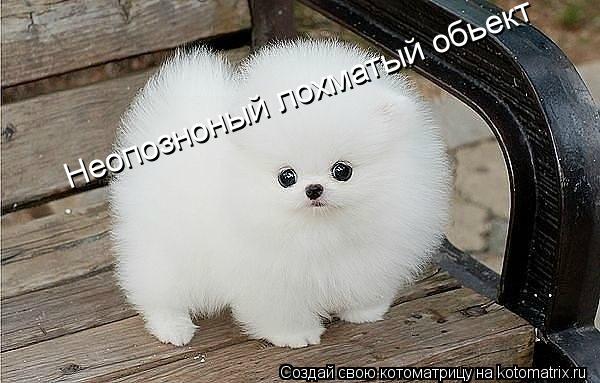 Неопозноный лохматый обьект... Котоматрица: Неопозноный лохматый обьект