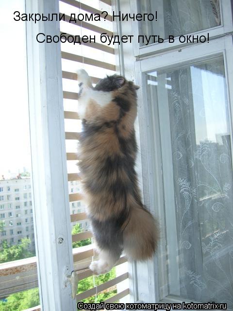 Закрыли дома? Ничего! Свободен будет путь в окно!... Котоматрица: Закрыли дома? Ничего! Свободен будет путь в окно!