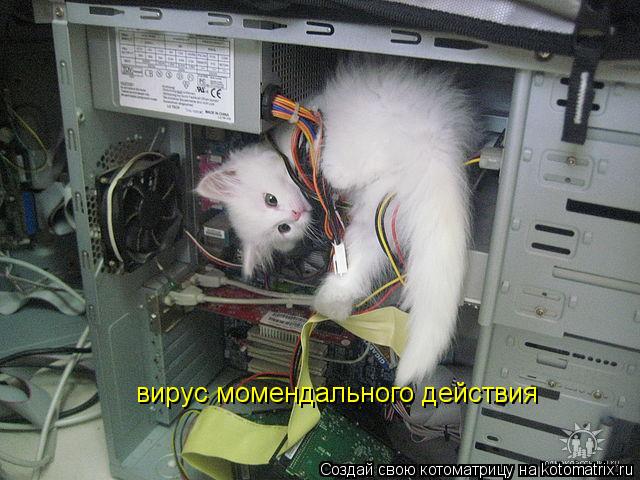 вирус момендального действия... Котоматрица: вирус момендального действия